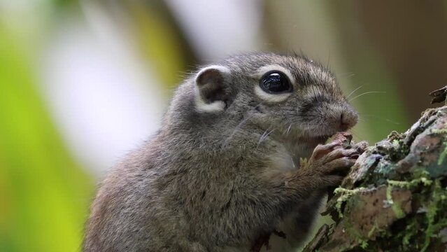 Cute Ground Squirrel eating jungle fruit on rainforest jungle