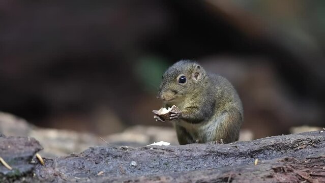 Cute Ground Squirrel eating jungle fruit on rainforest jungle