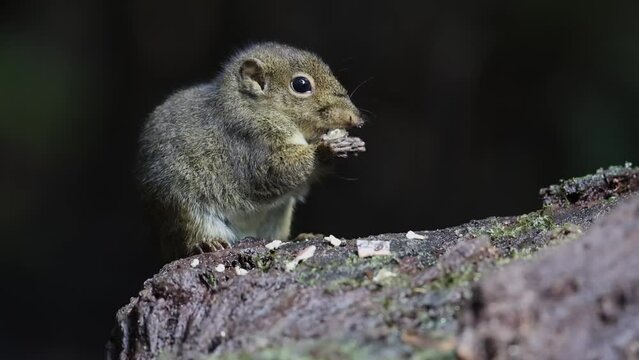 Cute Ground Squirrel eating jungle fruit on rainforest jungle