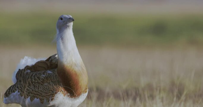 Great Bustards On A Field In Spring Close Up Image