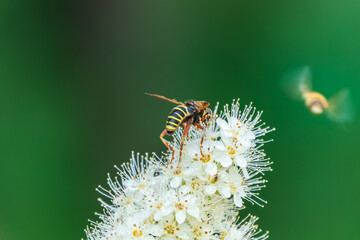 Spiraea chamaedryfolia or germander meadowsweet or elm-leaved spirea white flowers with green background. A bee on white flowers of a honey plant.