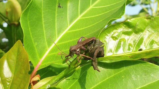 appearance of black insects or Coreidae on the leaves