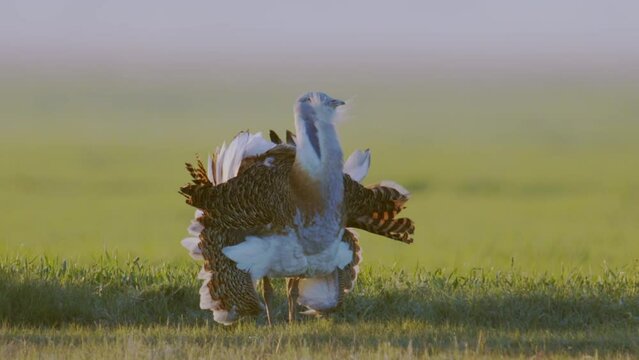 Great Bustards On A Field In Spring Slow Motion Image