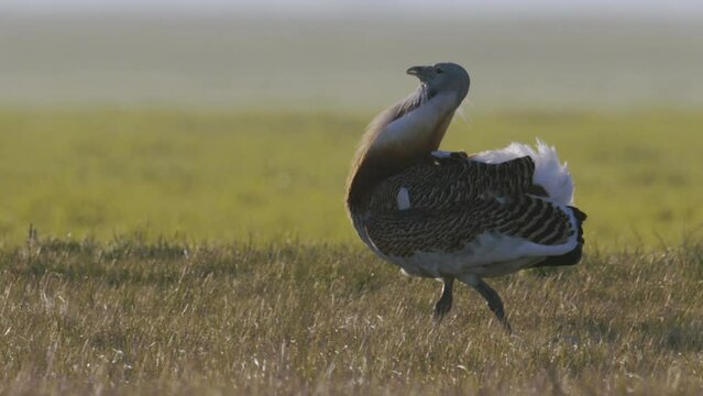 Great Bustard (Otis Tarda) Close-Up Image