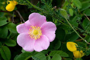 A close up image of a single pink wild rose blossom tucked in with two bright yellow scotch broom flowers.