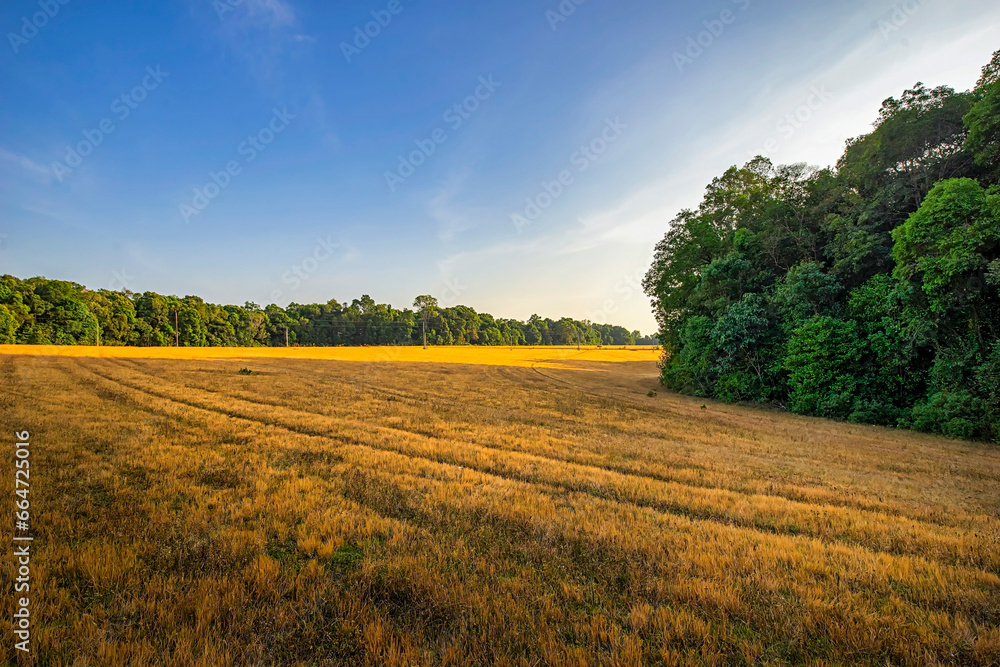 Wall mural Beautiful meadow field with fresh grass and yellow dandelion flowers in nature against a blurry blue sky with clouds. Summer spring perfect natural landscape. Bu Dang, Binh Phuoc, Vietnam