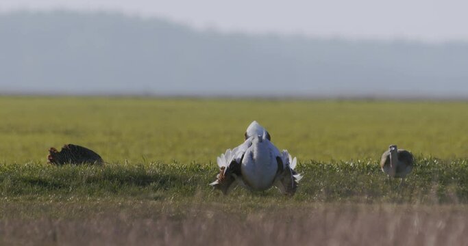 Great Bustard (Otis Tarda) In The Grass