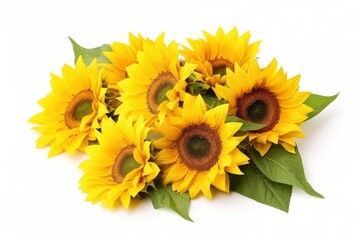 Sunflowers isolated on white background.