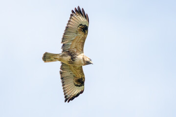 飛翔する美しいノスリ（タカ科）。

東京都品川区大森東京港野鳥公園にて。
2023年10月14日撮影。

Beautiful Eastern Buzzard in flight.

At Tokyo Port Wild Bird Park, Omori, Shinagawa-ku, Tokyo.
Photo by October 14, 2023.
