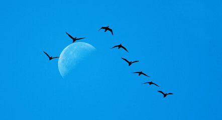 Birds in the dark blue moonlit sky - 664735432