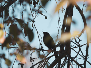 black bird on a branch in shade