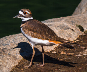 Brown and White Bird By Lake