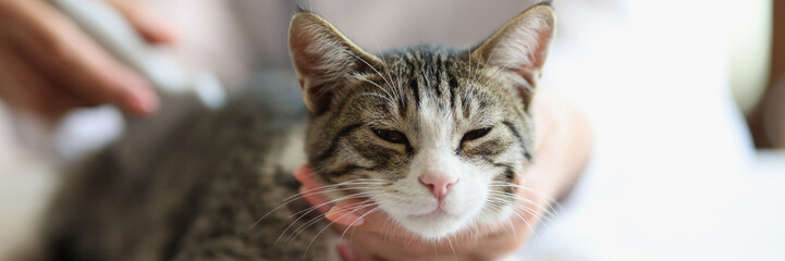 Veterinarian examines kidneys of furry cat using ultrasound © megaflopp