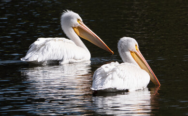 white pelicans on the water