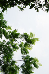 Tree branch with leaves with clear sky background