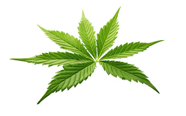 Cannabis Leaf Looks Fresh Beauty In World on White or PNG Transparent Background.