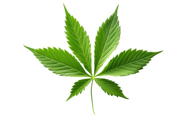 Cannabis Leaf Looks Fresh In Photography on White or PNG Transparent Background.