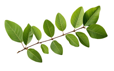 Lush Green Guava Foliage In Realistic Life on White or PNG Transparent Background.