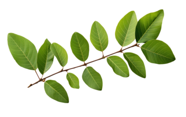 Lush Green Guava Foliage In Realistic Life on White or PNG Transparent Background.