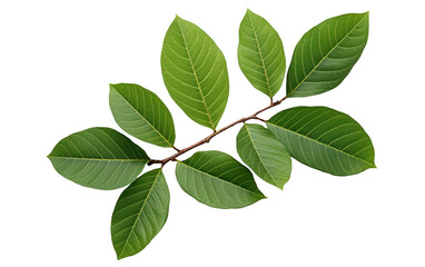 Lush Green Guava Foliage Greenery Close-Up on White or PNG Transparent Background.