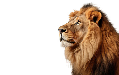 Side view Of Lion Realistic Portrait on White or PNG Transparent Background. - obrazy, fototapety, plakaty
