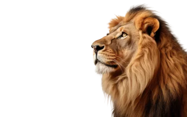 Foto op Plexiglas Side view Of Lion Realistic Portrait on White or PNG Transparent Background. © Muhammad