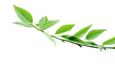 Obraz premium Tea Leaf Realistic Art on White or PNG Transparent Background.