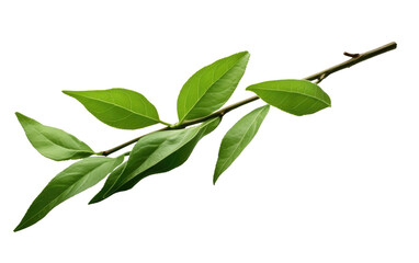 Tea Leaf Realistic Art Portrait Looks Fresh on White or PNG Transparent Background.