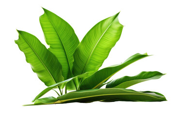 Banana Leaves Tropical Greens Realistic Photography on White or PNG Transparent Background.