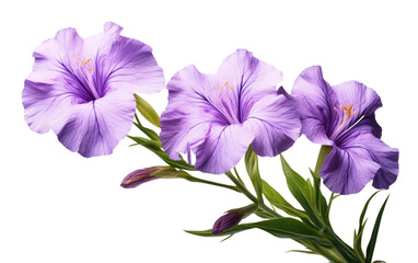 Ruellia Flower Drawing for Designers on White or PNG Transparent Background.