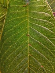 a picture macro of fresh guava leaf with clearly visible leaf veins.