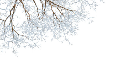 Snow covered branches of a tree on white	
