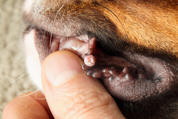 Oral wart on dog lips or canine oral papilloma. Examination by pet owner or veterinarian. Cauliflower like benign tumor spread dog-by-dog by sharing. Contagious papillomavirus. Selective focus. - obrazy, fototapety, plakaty