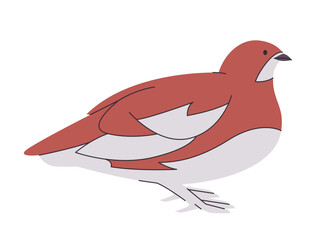 Willow ptarmigan bird drawing illustration white brown