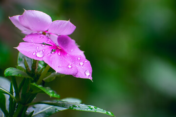 Catharanthus roseus, commonly known as bright eyes, Madagascar periwinkle, old maid, pink periwinkle, rose periwinkle, is a perennial species of flowering plant in the family Apocynaceae.