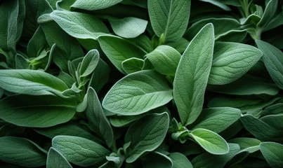 Poster green sage leaves background © iDoPixBox