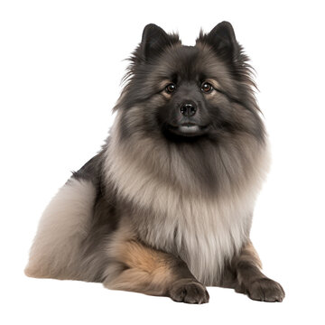 Keeshond dog  isolated on transparent background,transparency 