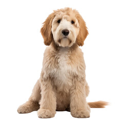 Labradoodle dog isolated on transparent background,transparency 