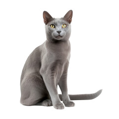 korat cat isolated on transparent background,transparency 