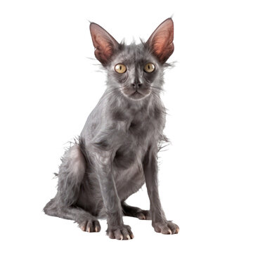 lykoi cat isolated on transparent background,transparency 