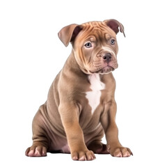 pitbull puppy isolated on transparent background,transparency 