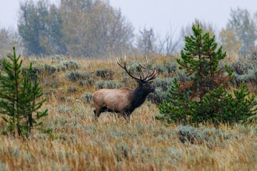 Bull elk (Cervus canadensis) standing in a grassy meadow during a heavy rainfall in Grand Teton National Park, Wyoming during early fall.