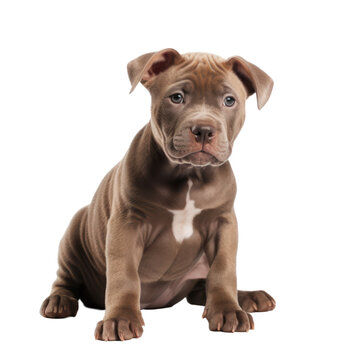 pitbull puppy isolated on transparent background,transparency 