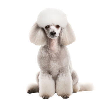 Poodle dog isolated on transparent background,transparency 