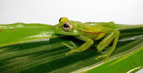 Tupfenlaubfrosch // Polka-dot tree frog (Boana punctata)