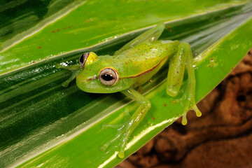 Polka-dot tree frog // Tupfenlaubfrosch (Boana punctata)