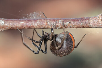 Australian Red-backed Spider in web - obrazy, fototapety, plakaty