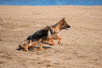 A German Shepherd dog runs along the sand of the beach.