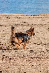 A German Shepherd dog runs along the sand of the beach.