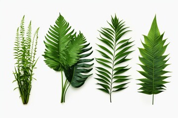 Set of 3D tropical plant and foliage PNG illustrations. Fern 9A. Generative AI